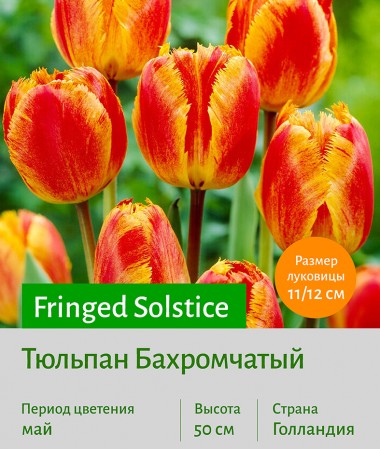 Тюльпан Бахромчатый (fringled) Fringed Solstice